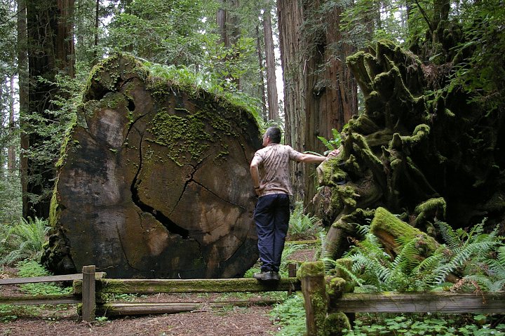 IMGP0952.jpg - [it]Quest'albero era sopravvissuto a 4 fulmini, il primo nel 1060 dC circa, prima di cadere nel 1970 circa. Le cadute, dovute al carico della neve che li sbilancia o al vento, sono la principale causa di morte degli esemplari più alti e sono frequenti quando il terreno è ammorbidito da pesanti piogge.[en]This tree survived 4 lightning strikes, first of them in 1060 AD, before falling down around 1970. The fall, induced by wind or unbalance caused by snow, is the typical death cause for higher trees and is frequent when soil is softened by heavy rains.