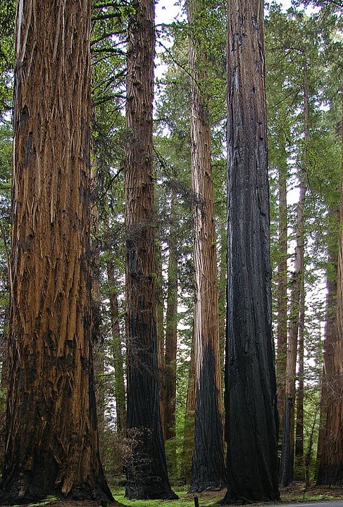 IMGP0970.jpg - [it]I redwood sopravvivono spesso ai fulmini e al fuoco.[en]Redwoods often survive to lightning strikes and fire.