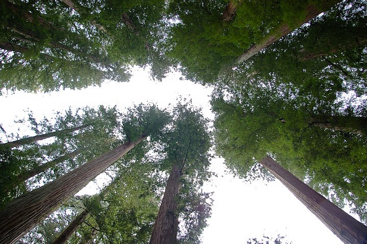 IMGP0984.jpg - [it]Nel 2006 sono stati trovati tre esemplari alti 116 m, 115 e 114 metri che hanno battuto il record precedente di 113. Il 116 metri, chiamato Hyperion, è l'essere vivente più alto del mondo. [en]In 2006 three Coast Redwood 116, 115 and 114 meters high were discovered, beating the old 113 m record. The 116 m Redwood, called Hyperion, is the world's tallest living thing.
