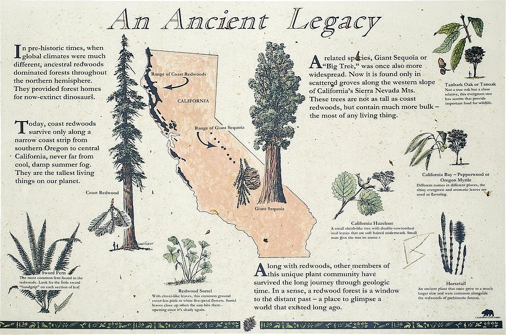IMGP0992.jpg - [it]Per diverse decine di milioni di anni, l'emisfero settentrionale, Europa inclusa, è stato coperto da estesissime foreste di Redwood, una cupressacea come la sequoia gigante[en]