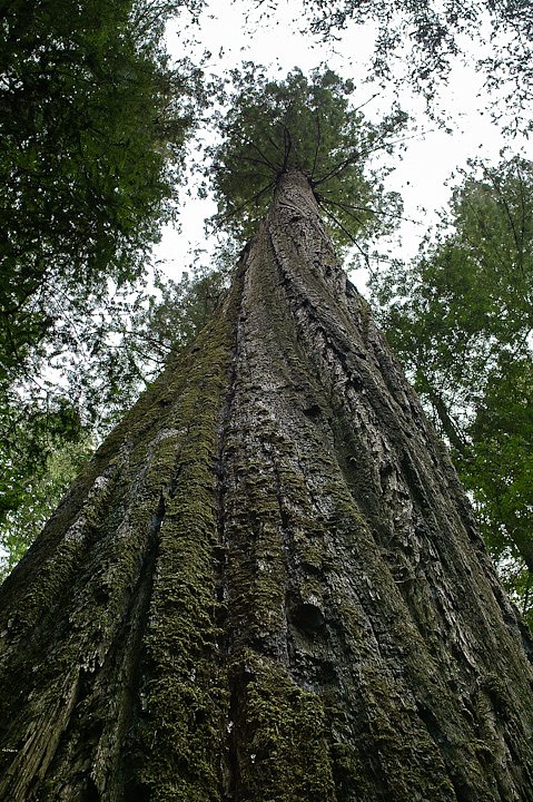IMGP1104.jpg - [it]Founders Tree, Humboldt Redwoods State Park.[en]Founders Tree in Humboldt Redwoods State Park.