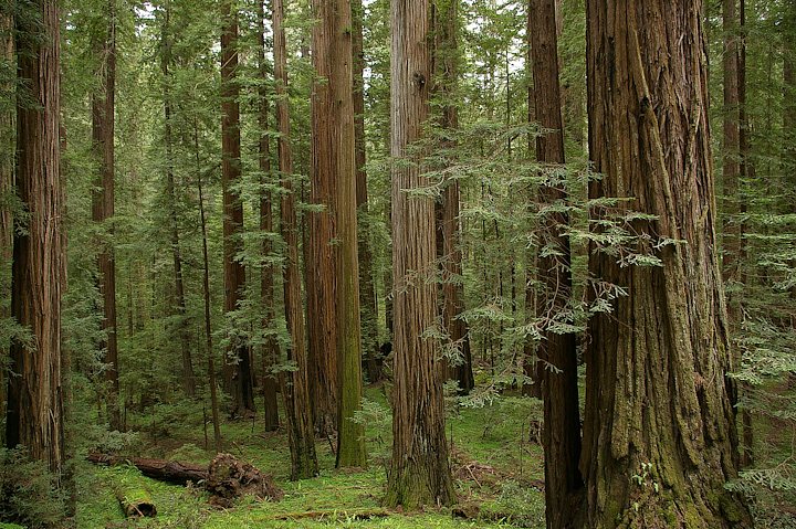 IMGP1114.jpg - [it]Dal tempo dei dinosauri le foreste di redwood sono rimaste praticamente invariate. Alcune scene del film Jurassic Park sono state girate qui[en]A landscape almost unchanged since the dinosaurs extinction. Some scenes of Jurassic Park movie were taken in Coast Redwood stands.