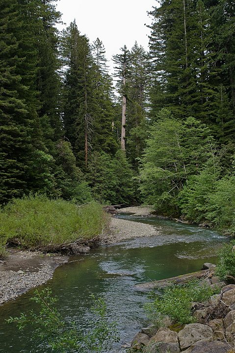 IMGP1123.jpg - [it]Humboldt Redwoods State Park.[en]Humboldt Redwoods State Park.