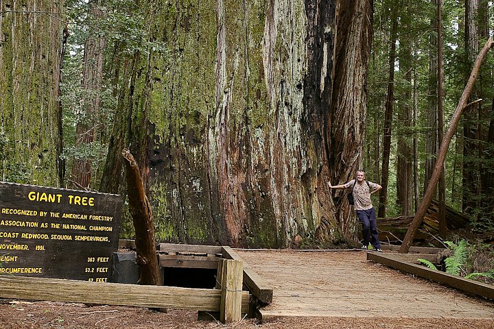 IMGP1127.jpg - [it]Nel 1991 questo era il campione nazionale, grazie al miglior prodotto dei tre dati considerati: altezza (111 m), circonferenza (16 m, pari a un diametro medio di 5 m), diametro medio chioma (19 m). Per l'attuale campione le misure sono 98, 29 (diametro medio 9,2) e 24 metri.[en]In 1991 this was the Coast Redwood holding the title of National Champion, assigned by the product of 3 dimensions: height (111 m), circumference (16 m, equal to 5 m diameter) and average crown spread (19 m). New champion dimensions are respectively 98 m, 29 m and 24 m.