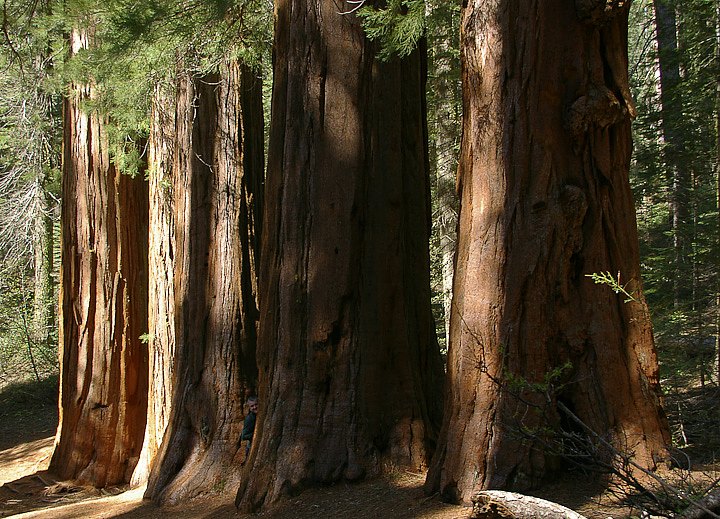 IMGP3070.jpg - [it]NMerced Grove è un piccolo bosco di 20 sequoie.[en]Merced Grove has only 20 sequoias.