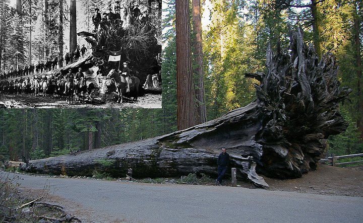 IMGP3194b.jpg - [it]Il Fallen Monarch, protagonista di una foto del 1899 con un gruppo di cavalleggeri sul tronco.[en]The Fallen Monarch, recorded in 1899 photo with a group of US Cavalry' soldiers and horses on the trunk.