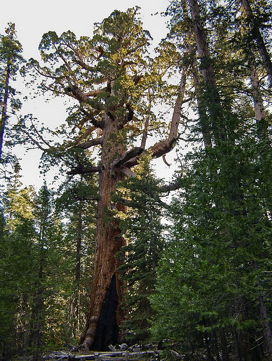 IMGP3197.jpg - [it]Grizzly Giant. Il grande ramo di destra supera i 2 m di diametro[en]The Grizzly Giant. The diameter of the big limb on the right exceeds 2 m.
