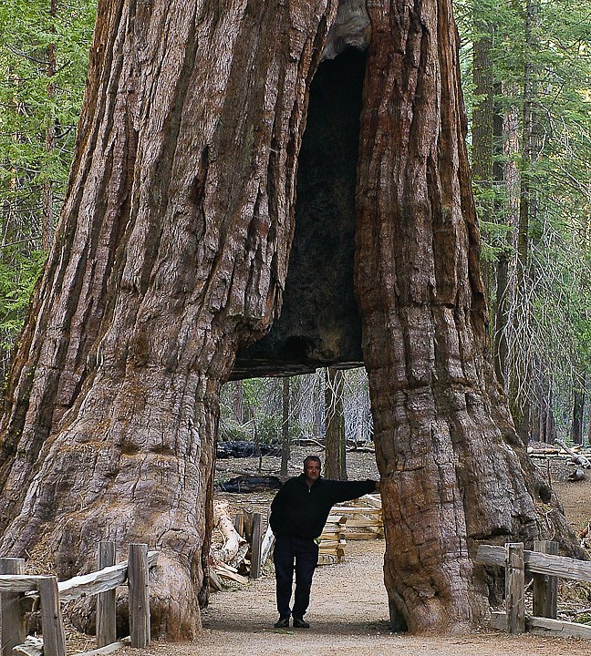 IMGP3199.jpg - [it]Meno noto delll'altra sequoia-tunnel, il California Tunnel Tree scavato nel 1895 è ancora in vita.[en]California Tunnel Tree, excavated in 1895, still  survives.