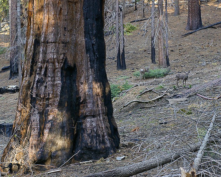 IMGP3202.jpg - [it]la fauna è scarsa nei boschi di sequoia, qui un paio di cervo mulo (Odocoileus hemionus)([en]Wildlife is scarce, here some mule deer