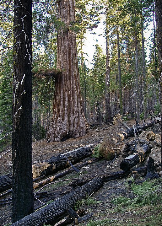 IMGP3203.jpg - [it]Il controllo degli incendi fino agli anni '60 aveva favorito la crescita di piante diverse come Abete bianco e Cedro della California, ora in regresso.[en]Fire control made possible the growth of different species like White Fir and Incense Cedar.