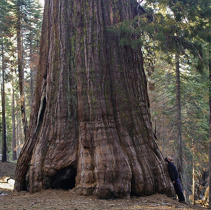 IMGP3204.jpg - [it]Mariposa Grove, Parco Nazionale Yosemite[en]Mariposa Grove in Yosemite NP.