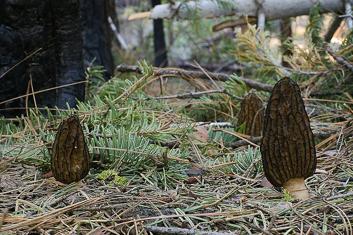 IMGP3207.jpg - [it]Morchella (probabilmente Morchella elata) in un tipico bosco misto di sequoie e sugar pine (Pinus Lambertiana)[en]Black Morel (probably Morchella elata) in a mixed sequoia-sugar pine wood