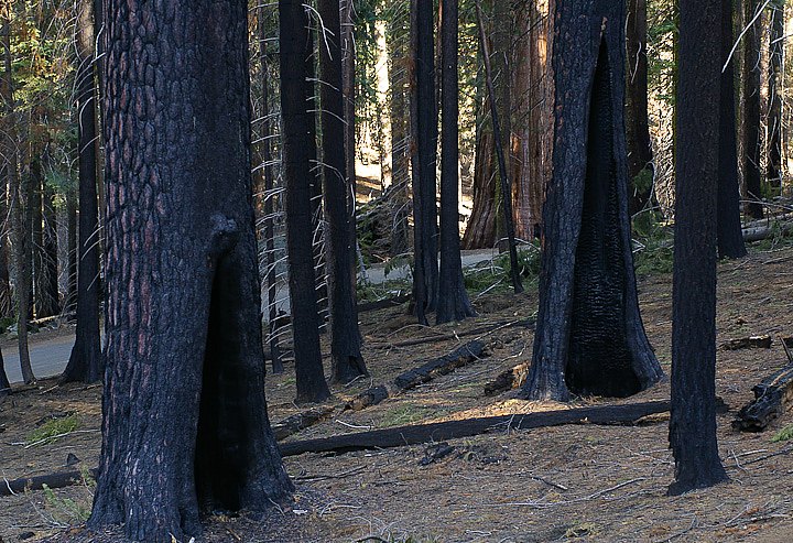 IMGP3208.jpg - [it]Esemplari di pinus lambertiana parzialmente bruciati, sullo sfondo una sequoia. Fino a qualche anno fa, si reprimevano gli incendi per proteggere le sequoie, ma negli anni '60 si è scoperto che così facendo si minacciava la loro sopravvivenza. Periodici incendi naturali liberano il sottobosco da piante infiammabili prima che crescano troppo, piante che impediscono la crescita delle giovani sequoie. Il suolo caldo aiuta la germinazione, l'aria calda favorisce la produzione di pigne. Così si è passati dal controllo degli incendi agli incendi controllati per ristabilire le condizioni iniziali[en]Partially burnt Sugar Pines in Mariposa Grove, a Giant Sequoia in the foreground. Until the early 1960's, natural fire was considered dangerous for sequoias, then it was discovered it is an essential factor for their conservation. The fire cleans up the soil from shrubs and small trees, very flammable and blocking the growth of young sequoias. A hot soil helps germination, hot air helps cones production. So fire control let place to controlled fires to get back to initial conditions.