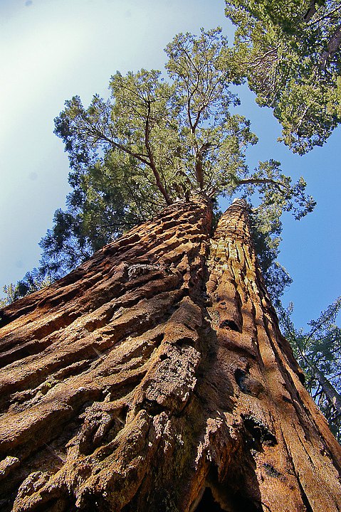 IMGP3210.jpg - [it]La coppia di sequoie denominata "Faithful Couple"[en]"Faithful Couple" in Mariposa Grove