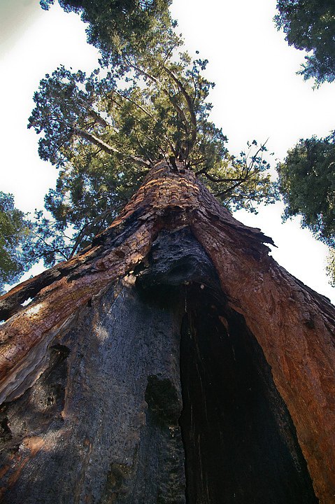 IMGP3211.jpg - [it]Una sequoia sopravvive facilmente ad incendi di una certa entità, e spesso anche ai fulmini grazie a una corteccia spessa fino a 90 cm.[en]Sequoias survive easily to average fires and often withstand a lightning stroke, thanks to the thick bark (up to 90 cm).