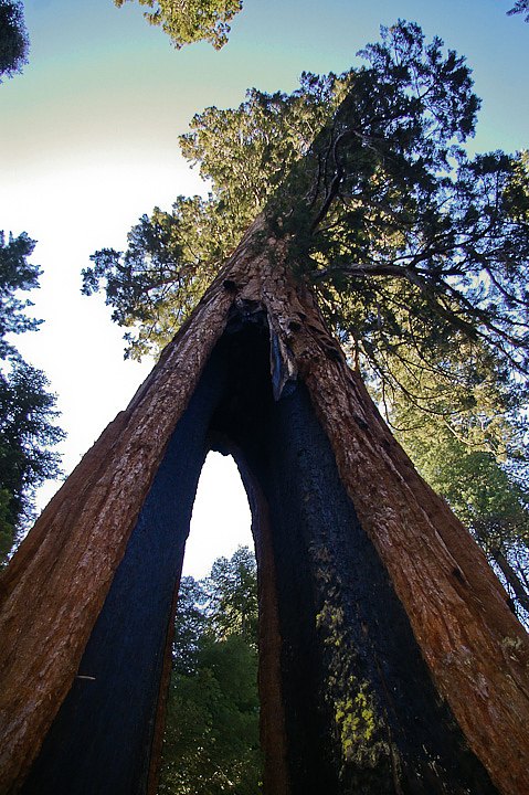 IMGP3216.jpg - [it]Ancora l'albero "Molletta da biancheria". I grandi incendi naturali causati da fulmini hanno una periodicità tra i 7 e i 20 anni.[en]Clothespin Tree. Big natural fires caused by lightnings happen every 7-20 years.