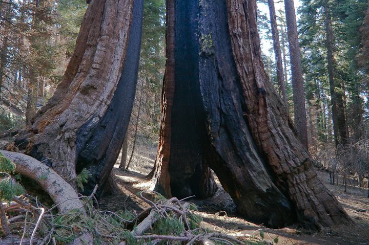 IMGP3217.jpg - [it]L'albero "Molletta" poggia in realtà su tre punti.[en]Clothespin Tree stands on three legs.