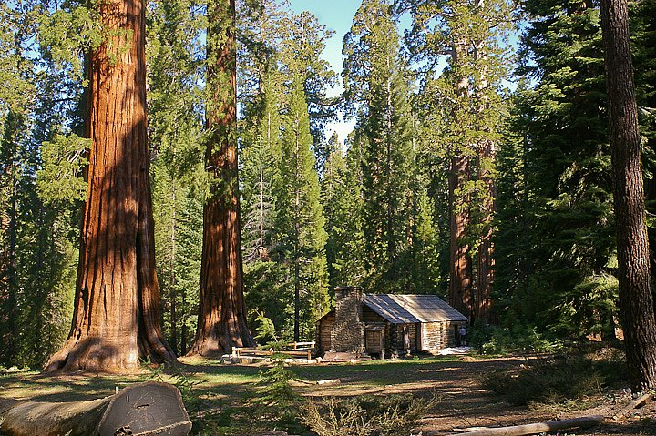 IMGP3226.jpg - [it]Mariposa Grove.[en]Mariposa Grove.