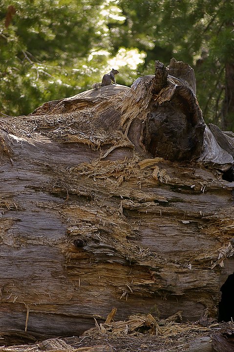 IMGP3240.jpg - [it]Scoiattolo di terra della California (Spermophilus beecheyi) su un tronco di sequoia.[en]California ground squirrel (Spermophilus beecheyi) on a fallen sequoia.