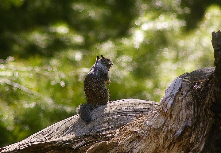 IMGP3244.jpg - [it]Scoiattolo di terra della California. Un parente arboricolo, lo scoiattolo di Douglas ((Tamiasciurus douglasii) è ritenuto fondamentale per la diffusione dei semi di sequoia e quindi la riproduzione delle piante[en]California ground squirrel. A pine squirrel, the Douglas Squirrel (Tamiasciurus douglasii), is very important for sequoias reproduction since it releases seeds from cones.