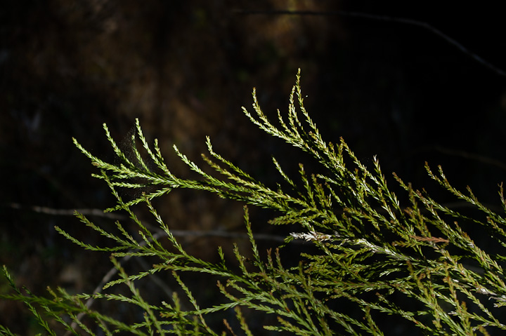IMGP3263.jpg - [it]Foglie (aghi) di sequoia di un esemplare giiovane. La crescita iniziale è estremamente rapida. In italia un esemplare è cresciuto a 22 metri di altezza e 88 cm di diametro in 17 anni.[en]Sequoia leaves. Initial growing rate is very high. In Italy a Giant Sequoia grew to 22 m and 0,88 m diameter in 17 years.