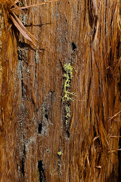 IMGP3283.jpg - [it]Il legno è rossastro, da cui l'inclusione delle sequoie nel termine generico "redwood"[en]Wood is reddish, so Giant Sequoias are often called "redwood" like the cousins Coast redwoods.