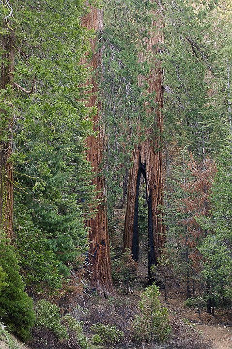 IMGP3441.jpg - [it]L'albero "Molletta da biancheria" è ancora vivo nonostante diversi incendi ne abbiano profondamente scavato la base.[en]Clothespin Tree, still alive, was excavated by numerous fires.