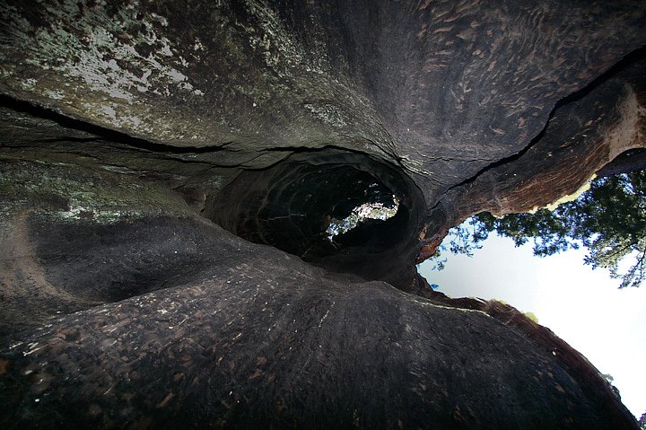 IMGP3472.jpg - [it]Il telescope Tree, ancora vivo.[en]Telescope Tree, still alive.
