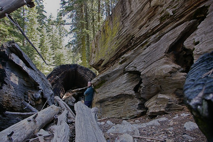 IMGP3481.jpg - [it]Le sequoie di maggior taglia hanno legno con fibre molto fragili, ma questo non ha impedito il taglio di diversi esemplari veso la fine dell'800. Ora si è scoperto che gli esemplari giovani, oltre a crescere con grande rapidità, hanno un legno di buona qualità, per questo se ne sta studiando la coltivazione.[en]The scarce quality of wood of older sequoias didn't prevent some logging in the end of 19th century. Young trees grow fast and produce much better wood, so there is a growing interest in sequoia cultivation.