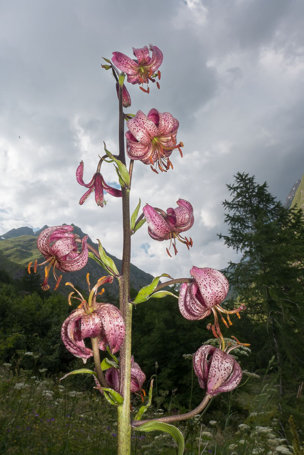P1030771.jpg - [it]Giglio martagone (Lilium martagon)[en]Turk's cap lily (Lilium martagon)