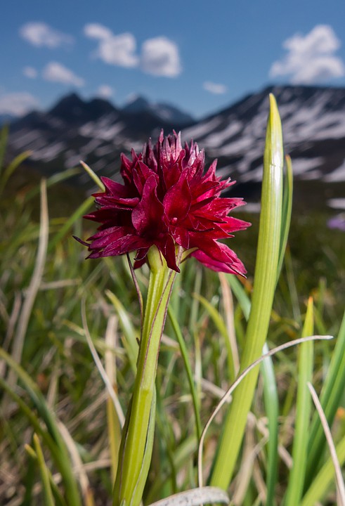 P1040065.jpg - [it]Nigritella comune (Nigritella rhellicani)[en]Dark vanilla orchid (Nigritella rhellicani)