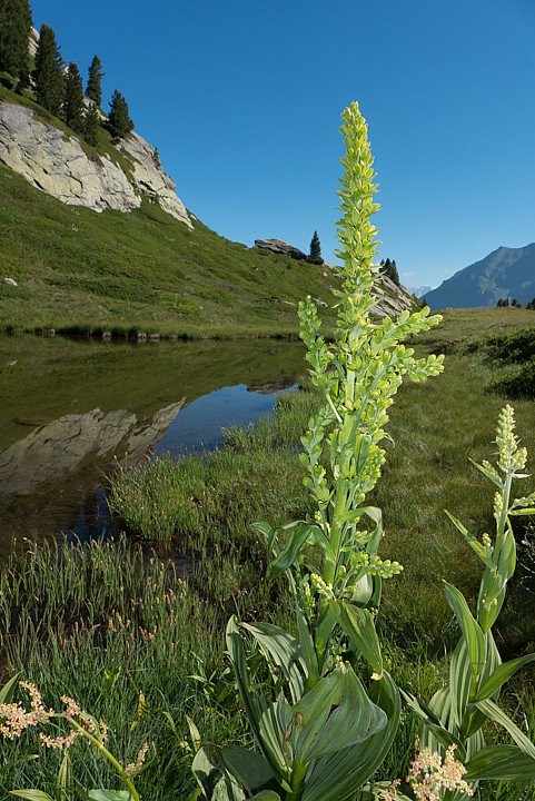 P1040703.jpg - [it]Veratro (Veratrum album)[en]White hellebore (Veratrum album)