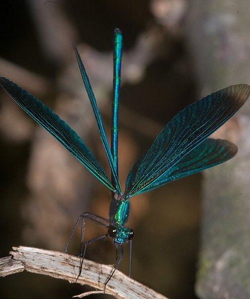 IMGP8826.jpg - [it]Calopteryx splendens (M)[en]Calopteryx splendens (M)