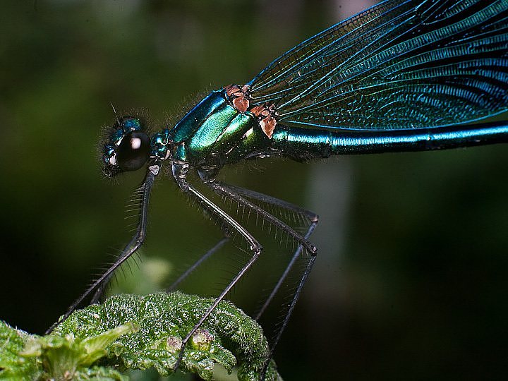 ORSO9156.jpg - [it]Calopteryx splendens (M)[en]Calopteryx splendens (M)