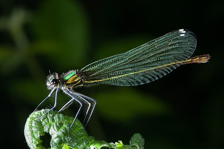 ORSO9194.jpg - [it]Calopteryx splendens (F)[en]Calopteryx splendens (F)