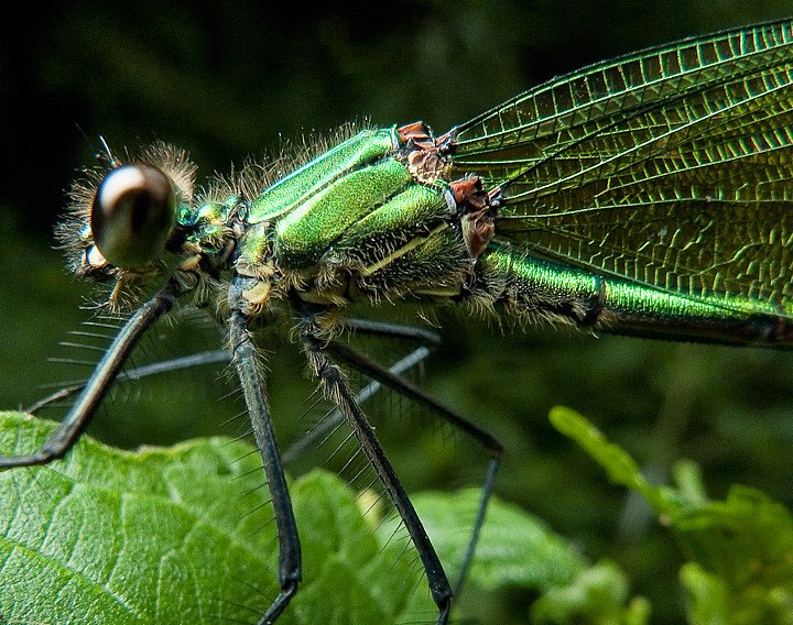 P1130055.jpg - [it]Calopteryx splendens (F)[en]Calopteryx splendens (F)