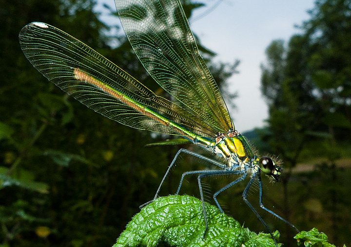 P1130074.jpg - [it]Calopteryx splendens (F)[en]Calopteryx splendens (F)