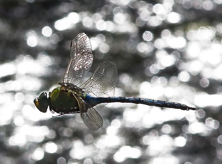 IMGP1176.jpg - [it]Anax imperator[en]Emperor Dragonfly or Blue Emperor (Anax imperator)