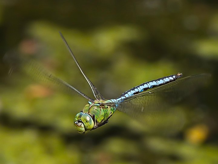 IMGP3654.jpg - [it]Anax imperator[en]Emperor Dragonfly or Blue Emperor (Anax imperator)