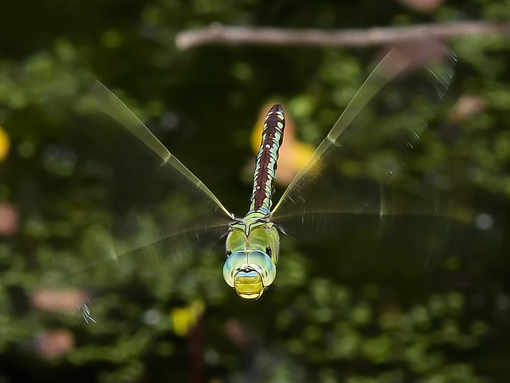 IMGP3704.jpg - [it]Anax imperator[en]Emperor Dragonfly or Blue Emperor (Anax imperator)