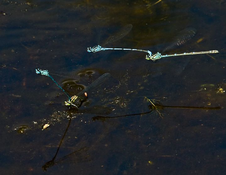 IMGP8121.jpg - [it]Coenagrion puella[en]Azure Damselfly (Coenagrion puella)