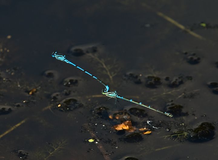 IMGP8138.jpg - [it]Coenagrion puella[en]Azure Damselfly (Coenagrion puella)