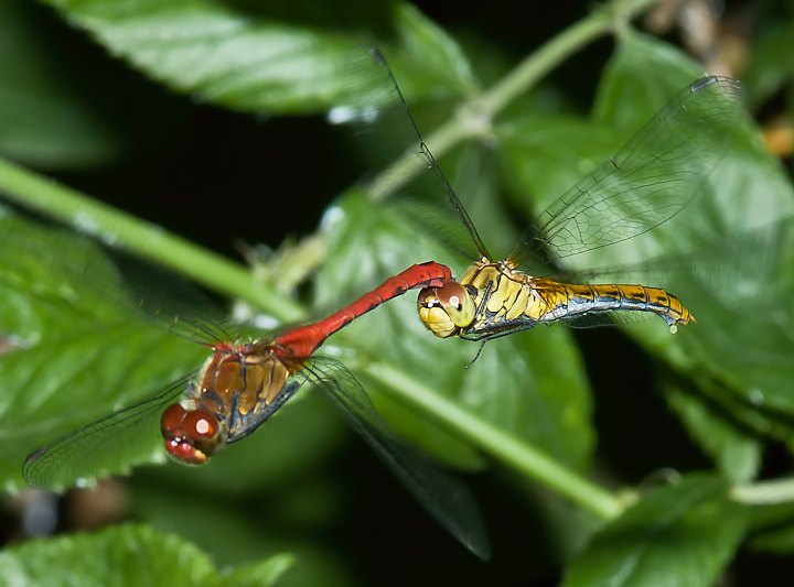 IMGP8594.jpg - [it]Sympetrum sanguineum[en]Ruddy Darter (Sympetrum sanguineum)