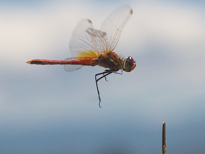 IMGP8675.jpg - [it]Sympetrum sanguineum (M)[en]Ruddy Darter (Sympetrum sanguineum) (M)