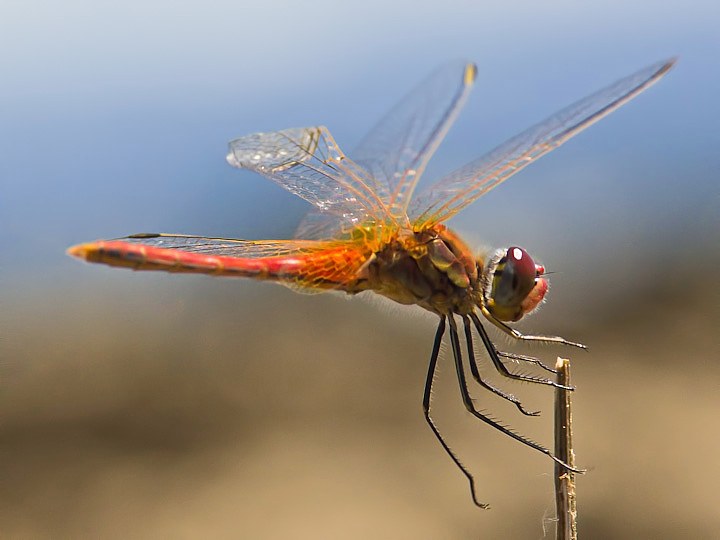 IMGP8700.jpg - [it]Sympetrum sanguineum (M)[en]Ruddy Darter (Sympetrum sanguineum) (M)
