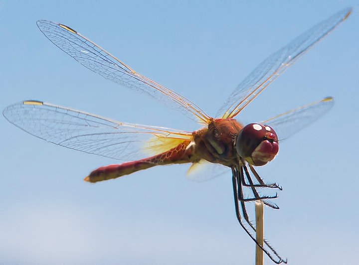 IMGP8770.jpg - [it]Sympetrum sanguineum (M)[en]Ruddy Darter (Sympetrum sanguineum) (M)
