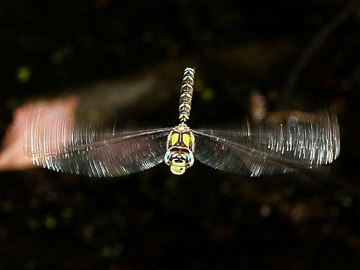 IMGP9262.jpg - [it]Aeshna cyanea[en]Southern Hawker or Blue Hawker (Aeshna cyanea)