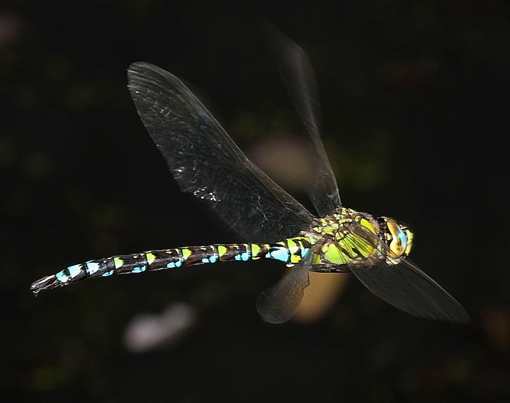 IMGP9288.jpg - [it]Aeshna cyanea (M)[en]Southern Hawker or Blue Hawker (Aeshna cyanea) (M)
