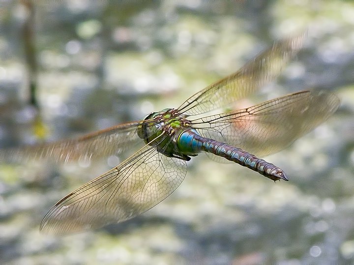 ORSO7491.jpg - [it]Anax imperator[en]Emperor Dragonfly or Blue Emperor (Anax imperator)
