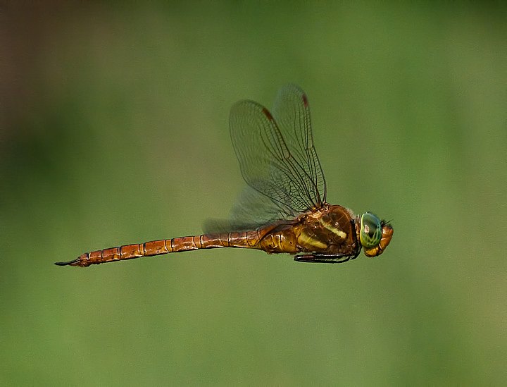 ORSO7912-Edit.jpg - [it]Aeshna isosceles (M)[en]Green-eyed Hawker or Norfolk Hawker (Aeshna isosceles) (M)